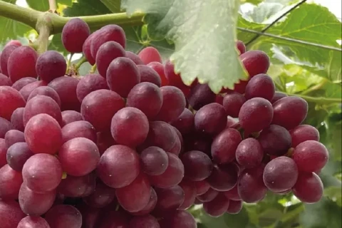 ’Egitto ha triplicato le esportazioni di uva fresca verso l’Italia nel 2025